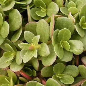 Golden Purslane Seeds Succulent Edible Leaves Ground Cover Outdoor Plant 1000 Count Golden