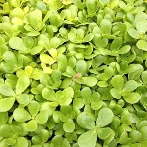 Golden Purslane Seeds Succulent Edible Leaves Ground Cover Outdoor Plant 1000 Count Golden