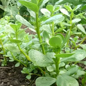 Golden Purslane Seeds Succulent Edible Leaves Ground Cover Outdoor Plant 1000 Count Golden