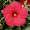 Hardy Hibiscus Moscheutos Seeds, Perennial Flower, 25 Count, Red