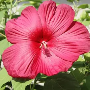 Hardy Hibiscus Moscheutos Seeds, Perennial Flower, 25 Count, Red