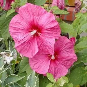 Hardy Hibiscus Moscheutos Seeds, Perennial Flower, 25 Count, Red