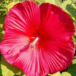 Hardy Hibiscus Moscheutos Seeds, Perennial Flower, 25 Count, Red