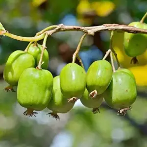 Hardy Kiwi Seeds Actinidia Arguta Perennial GMO Free Fragrant Fruit & Berries Climber for Trellises Fences Pergolas Outdoor 10 Pcs