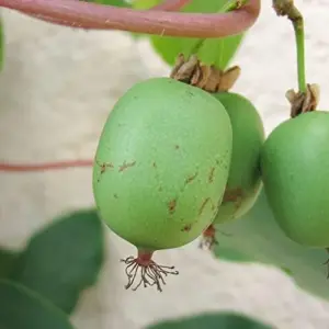 Hardy Kiwi Seeds Actinidia Arguta Perennial GMO Free Fragrant Fruit & Berries Climber for Trellises Fences Pergolas Outdoor 10 Pcs