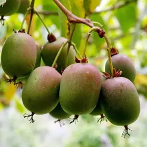 Hardy Kiwi Seeds Actinidia Arguta Perennial GMO Free Fragrant Fruit & Berries Climber for Trellises Fences Pergolas Outdoor 10 Pcs