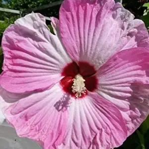Hardy Luna Hibiscus Seeds - Mixed Red Hot Pink Swirl White Flower - 25 Count - Perennial Garden Plant