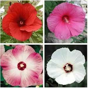 Hardy Luna Hibiscus Seeds - Mixed Red Hot Pink Swirl White Flower - 25 Count - Perennial Garden Plant