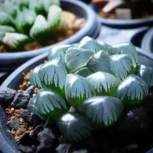Haworthia Obtusa Crystal Succulent Seeds - 100 Pcs Green Live Plant Seeds for Indoor & Outdoor Home Decor
