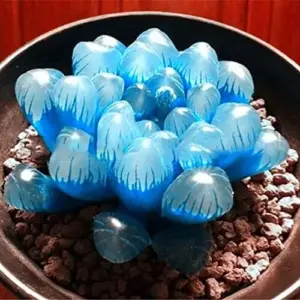 Haworthia Obtusa Crystal Succulent Seeds - 100 Pcs Green Live Plant Seeds for Indoor & Outdoor Home Decor