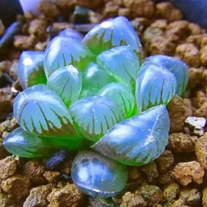 Haworthia Obtusa Crystal Succulent Seeds - 100 Pcs Green Live Plant Seeds for Indoor & Outdoor Home Decor