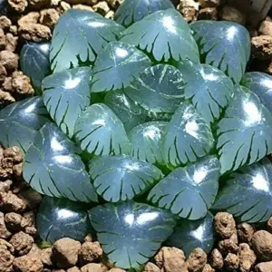 Haworthia Obtusa Crystal Succulent Seeds - 100 Pcs Green Live Plant Seeds for Indoor & Outdoor Home Decor