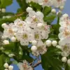 Hawthorn Seeds Crataegus Laevigata Deciduous Large Shrub Attracts Birds Butterflies Fruit Berries Showy Hedges Screens Outdoor 20 Pcs
