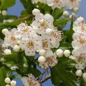 Hawthorn Seeds Crataegus Laevigata Deciduous Large Shrub Attracts Birds Butterflies Fruit Berries Showy Hedges Screens Outdoor 20 Pcs