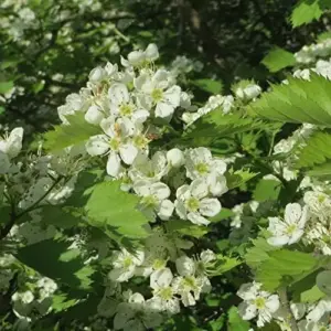 Hawthorn Seeds Crataegus Laevigata Deciduous Large Shrub Attracts Birds Butterflies Fruit Berries Showy Hedges Screens Outdoor 20 Pcs