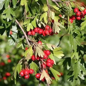 Hawthorn Seeds Crataegus Laevigata Deciduous Large Shrub Attracts Birds Butterflies Fruit Berries Showy Hedges Screens Outdoor 20 Pcs