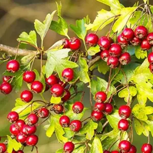 Hawthorn Seeds Crataegus Laevigata Deciduous Large Shrub Attracts Birds Butterflies Fruit Berries Showy Hedges Screens Outdoor 20 Pcs