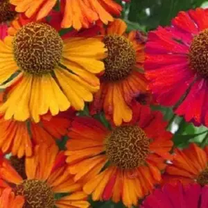 Helenium Autumn Leaves Flower Seeds Mixed Colors 100 Count for Pot or Garden Planting