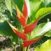 Heliconia Aurantiaca Seeds Perennial 55Pcs - Showy Heat Tolerant Ornamental Cut Flowers for Hummingbirds