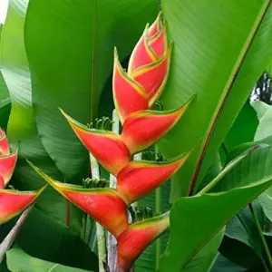 Heliconia Aurantiaca Seeds Perennial 55Pcs - Showy Heat Tolerant Ornamental Cut Flowers for Hummingbirds
