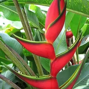 Heliconia Aurantiaca Seeds Perennial 55Pcs - Showy Heat Tolerant Ornamental Cut Flowers for Hummingbirds