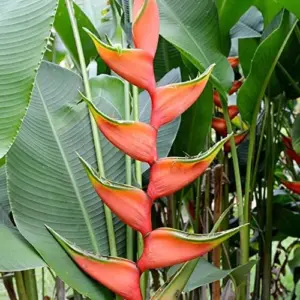 Heliconia Aurantiaca Seeds Perennial 55Pcs - Showy Heat Tolerant Ornamental Cut Flowers for Hummingbirds