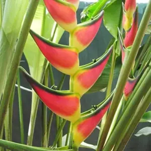 Heliconia Aurantiaca Seeds Perennial 55Pcs - Showy Heat Tolerant Ornamental Cut Flowers for Hummingbirds