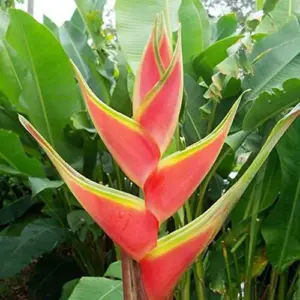 Heliconia Aurantiaca Seeds Perennial 55Pcs - Showy Heat Tolerant Ornamental Cut Flowers for Hummingbirds