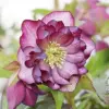 Helleborus Lenten Rose Seeds Perennial Flower Pollinator Attractor for Shade Gardens 10 Count
