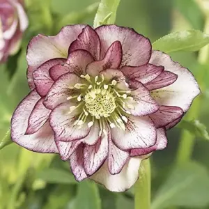 Helleborus Lenten Rose Seeds Perennial Flower Pollinator Attractor for Shade Gardens 10 Count