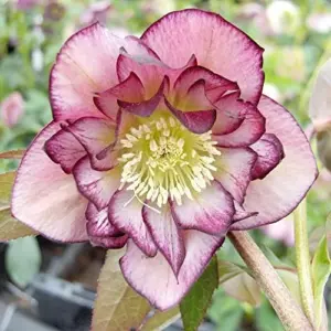 Helleborus Lenten Rose Seeds Perennial Flower Pollinator Attractor for Shade Gardens 10 Count