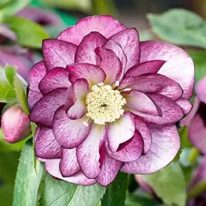 Helleborus Lenten Rose Seeds Perennial Flower Pollinator Attractor for Shade Gardens 10 Count
