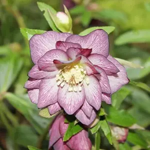 Helleborus Lenten Rose Seeds Perennial Flower Pollinator Attractor for Shade Gardens 10 Count