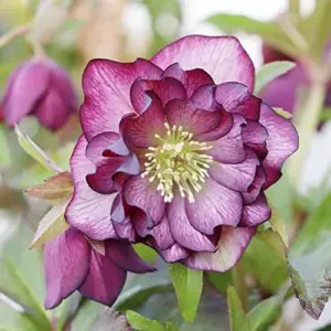 Helleborus Lenten Rose Seeds Perennial Flower Pollinator Attractor for Shade Gardens 10 Count