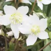 Helleborus Niger Seeds Christmas Rose Perennial Showy Evergreen Deer Resistant Flowers 20 Seeds White Yellow