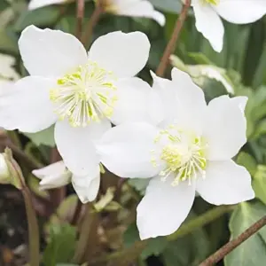 Helleborus Niger Seeds Christmas Rose Perennial Showy Evergreen Deer Resistant Flowers 20 Seeds White Yellow
