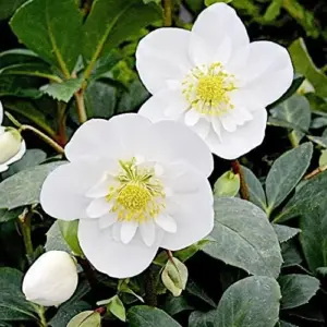 Helleborus Niger Seeds Christmas Rose Perennial Showy Evergreen Deer Resistant Flowers 20 Seeds White Yellow