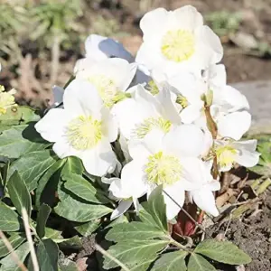 Helleborus Niger Seeds Christmas Rose Perennial Showy Evergreen Deer Resistant Flowers 20 Seeds White Yellow