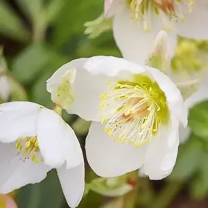 Helleborus Niger Seeds Christmas Rose Perennial Showy Evergreen Deer Resistant Flowers 20 Seeds White Yellow