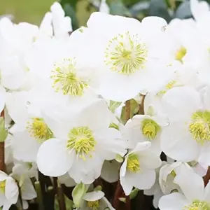 Helleborus Niger Seeds Christmas Rose Perennial Showy Evergreen Deer Resistant Flowers 20 Seeds White Yellow