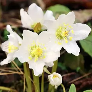 Helleborus Niger Seeds Christmas Rose Perennial Showy Evergreen Deer Resistant Flowers 20 Seeds White Yellow