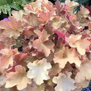 Heuchera Seeds Mixed Color 1200Pcs Perennial Cut Flowers Showy Evergreen Deer & Salt Tolerant Attract Pollinators Ground Covers Patio Containers