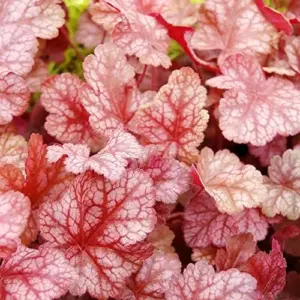 Heuchera Seeds Mixed Color 1200Pcs Perennial Cut Flowers Showy Evergreen Deer & Salt Tolerant Attract Pollinators Ground Covers Patio Containers