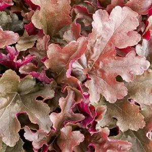 Heuchera Seeds Mixed Color 1200Pcs Perennial Cut Flowers Showy Evergreen Deer & Salt Tolerant Attract Pollinators Ground Covers Patio Containers