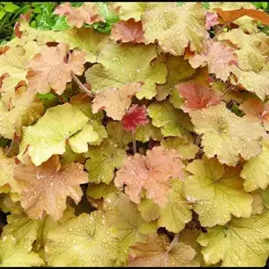 Heuchera Seeds Mixed Color 1200Pcs Perennial Cut Flowers Showy Evergreen Deer & Salt Tolerant Attract Pollinators Ground Covers Patio Containers