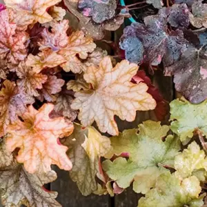 Heuchera Seeds Mixed Color 1200Pcs Perennial Cut Flowers Showy Evergreen Deer & Salt Tolerant Attract Pollinators Ground Covers Patio Containers