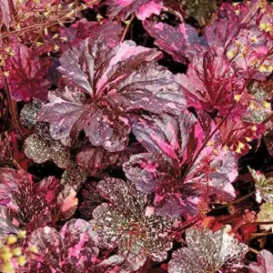 Heuchera Seeds Mixed Color 1200Pcs Perennial Cut Flowers Showy Evergreen Deer & Salt Tolerant Attract Pollinators Ground Covers Patio Containers