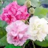 Hibiscus Seeds Confederate Rose Mutabilis Fragrant Exotic Heirloom Non-GMO 100Pcs for Planting