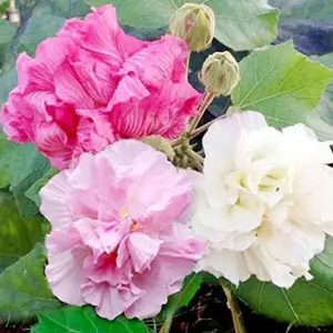 Hibiscus Seeds Confederate Rose Mutabilis Fragrant Exotic Heirloom Non-GMO 100Pcs for Planting