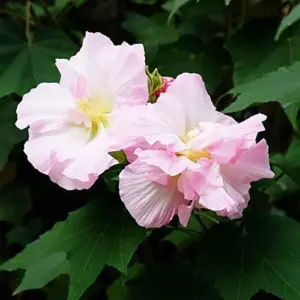Hibiscus Seeds Confederate Rose Mutabilis Fragrant Exotic Heirloom Non-GMO 100Pcs for Planting